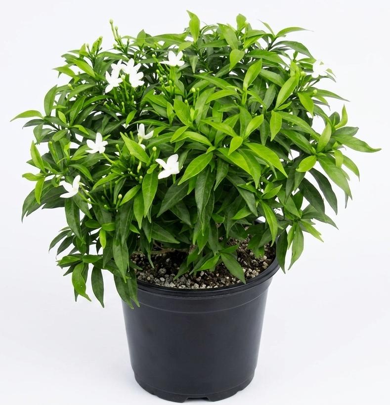-Tagar Plant-