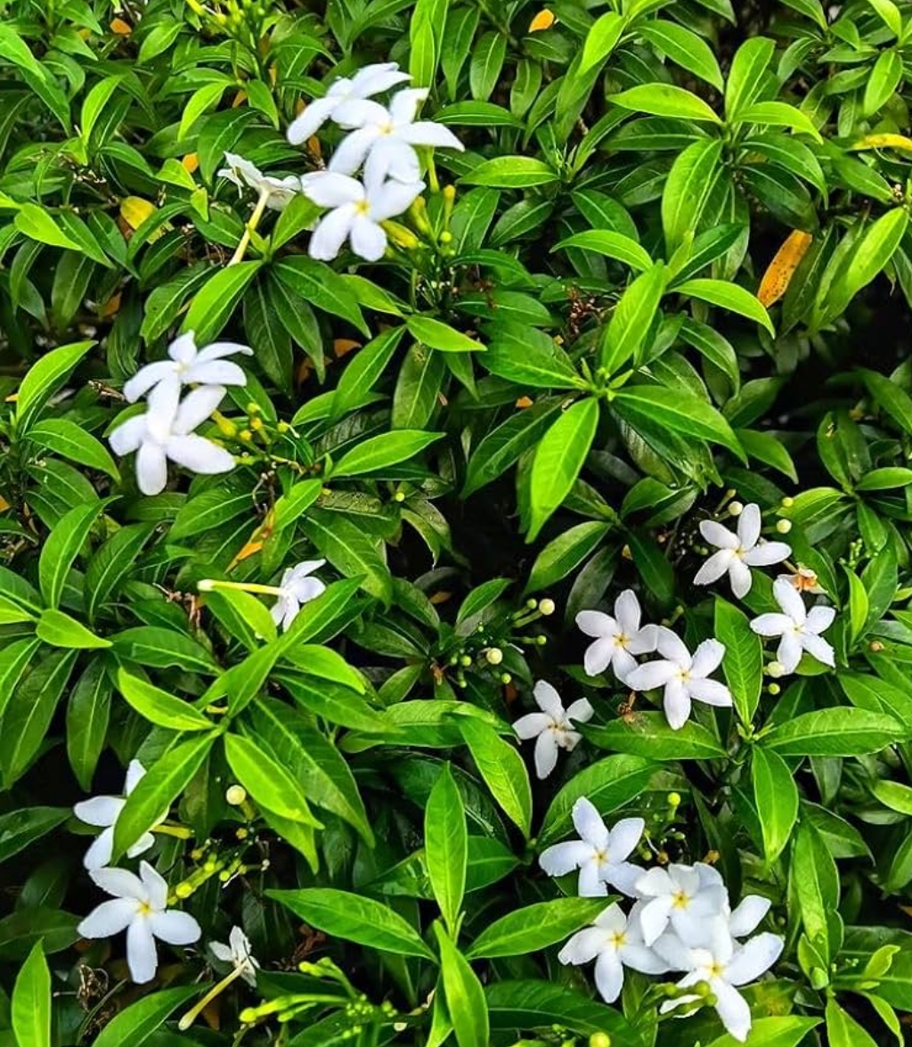 -Tagar Plant- - Image 3