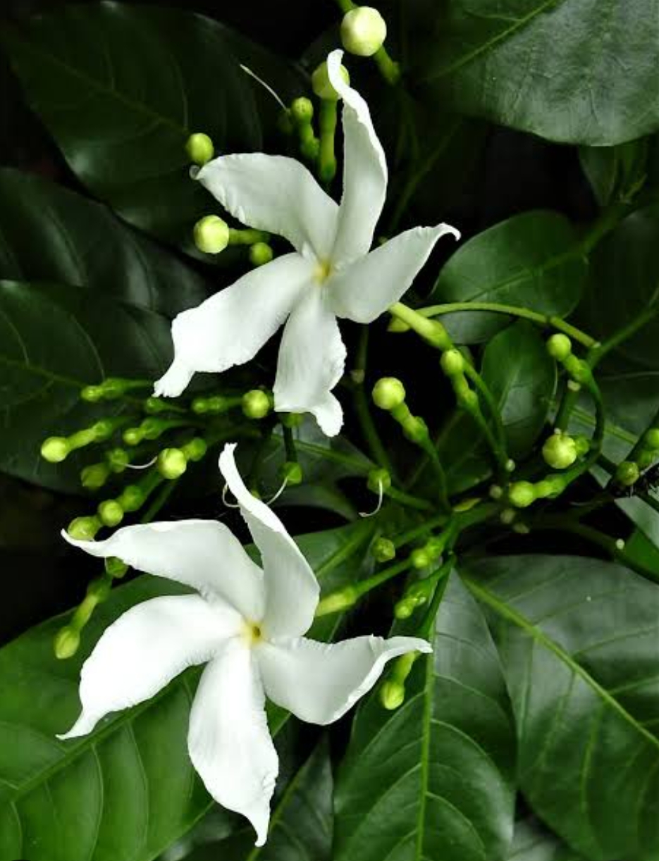 -Tagar Plant- - Image 4