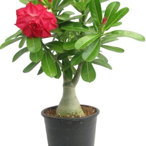 -Adenium Plant-(Any Colour)