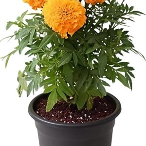-Marigold Plant-