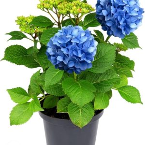 -Hydrangea Plant-