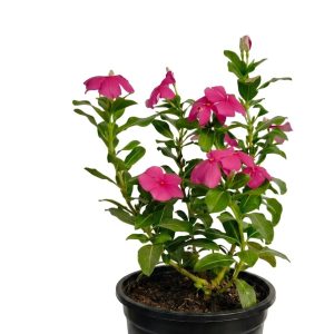 -Sadabahar Plant-