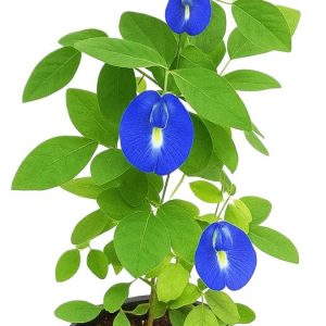 -Aparajita Plant-