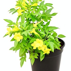 -Tecoma Plant-