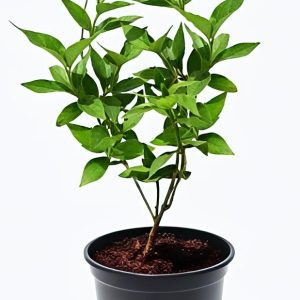 -Parijat Plant-