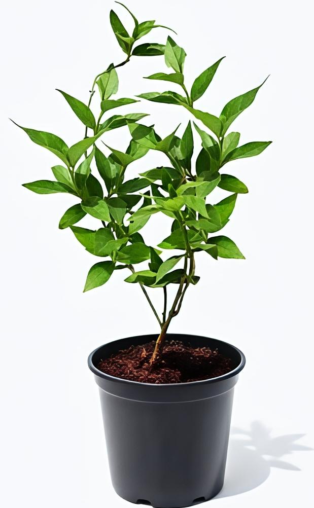 -Parijat Plant-