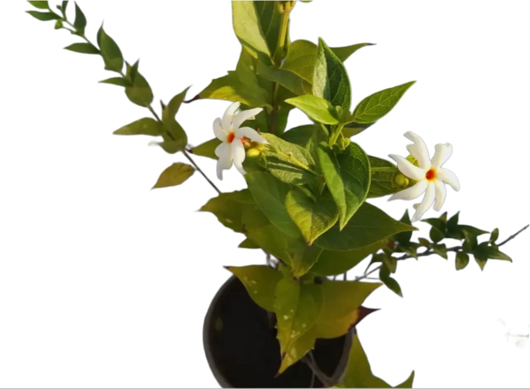 -Parijat Plant- - Image 2