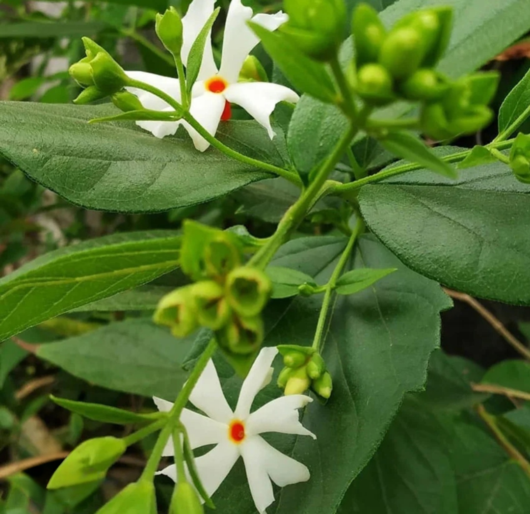 -Parijat Plant- - Image 3