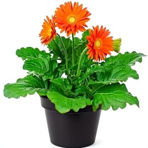 -Gerbera Plant-
