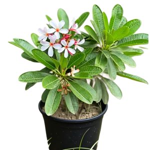 -Champa Plant-