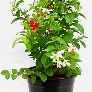 -Madhumalti Plant-