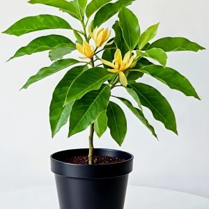 -Son Champa Plant-