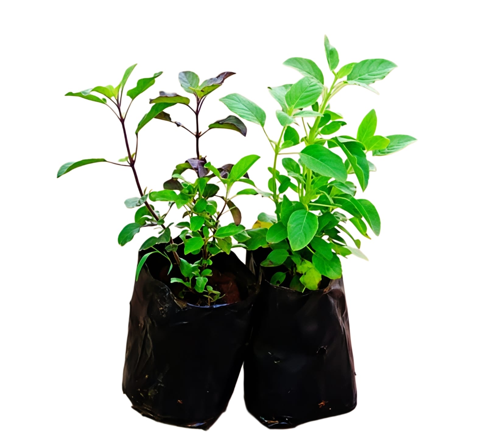 -Tulsi Plant- - Image 2