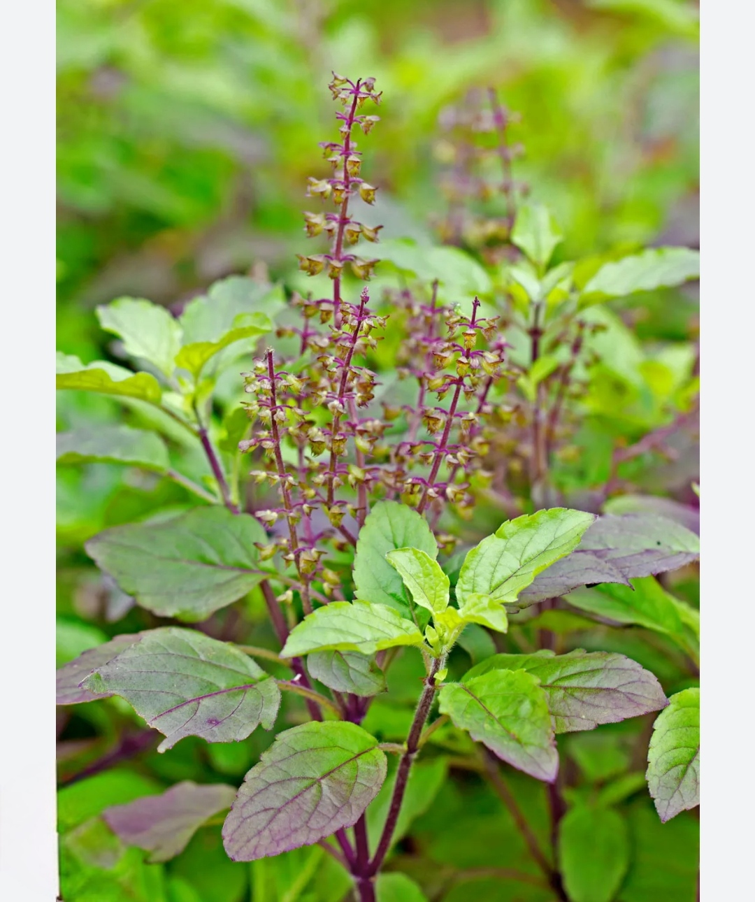 -Tulsi Plant- - Image 3