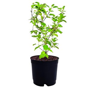 -Tulsi Plant-