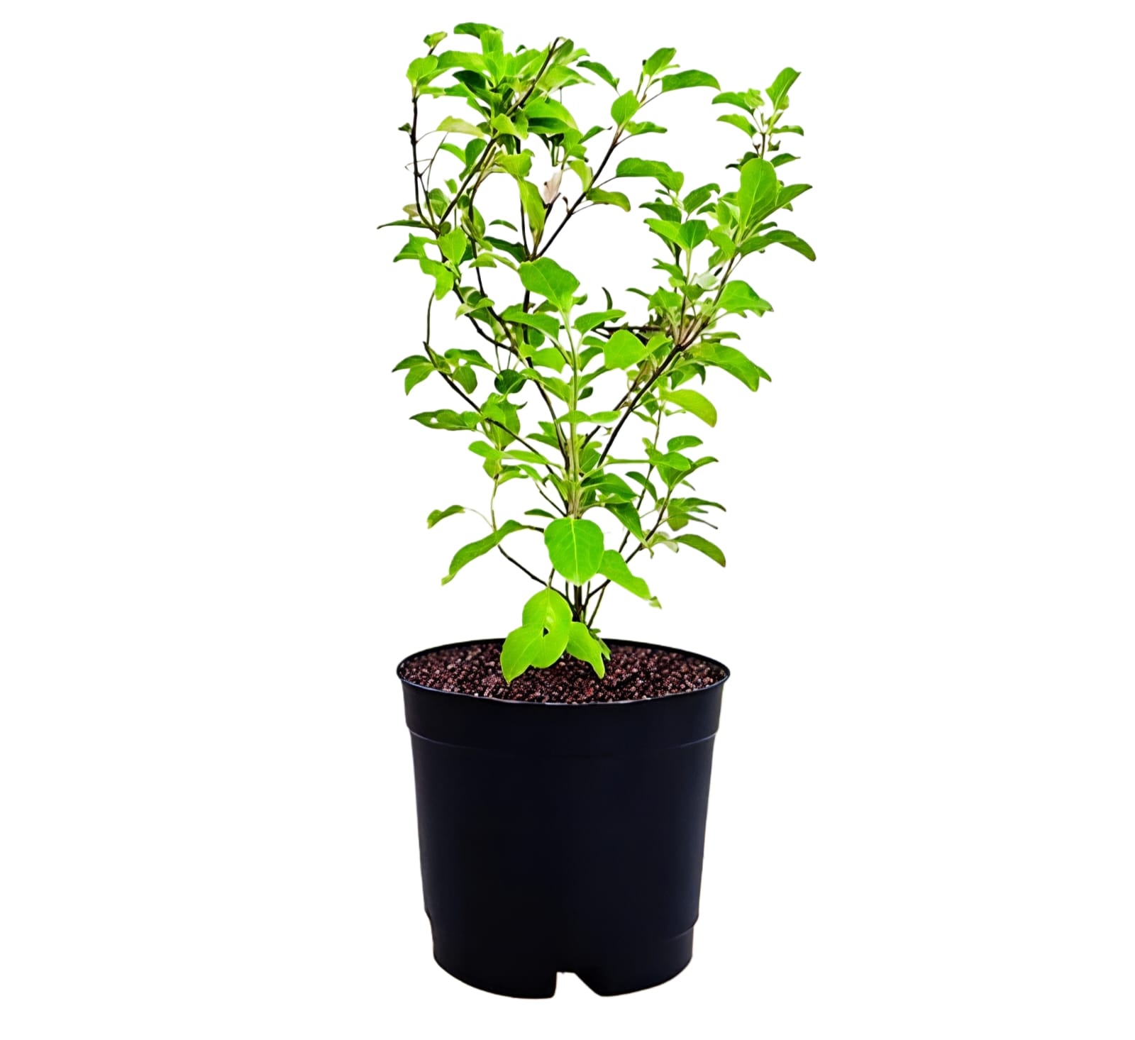 -Tulsi Plant-