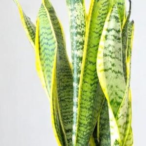 -Snake Plant-