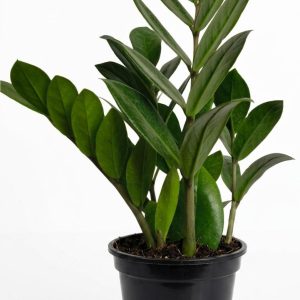 -ZZ Plant-
