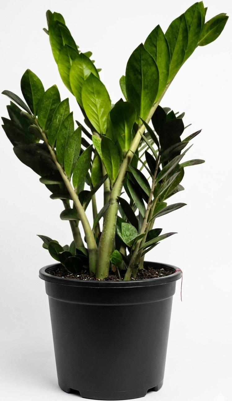 -ZZ Plant- - Image 2