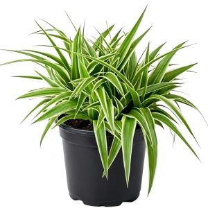 -Spider Plant-