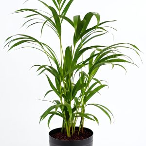 -Areca Palm-