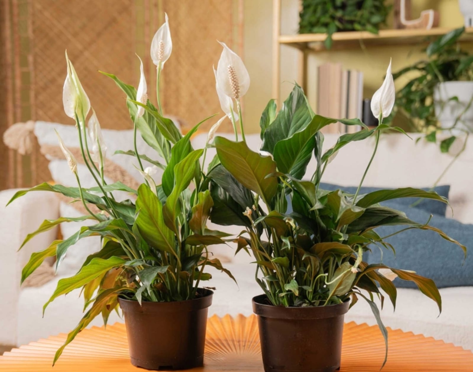 -Peace Lily Plant- - Image 5