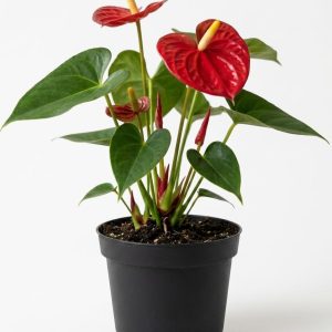 -Anthurium Plant-