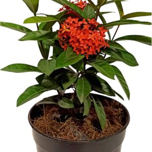 -Ixora Plant-