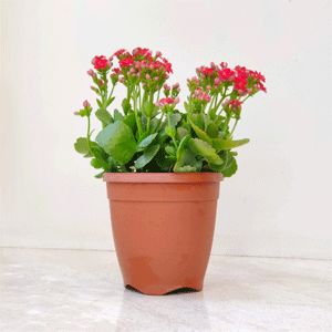 Kalanchoe