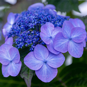 Hydrangea