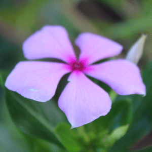 Periwinkle (Sada Bahar)