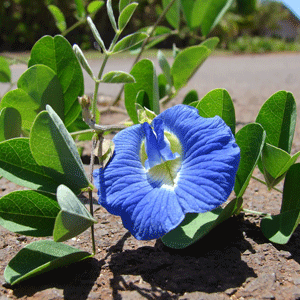Aparajita (Blue Pea)