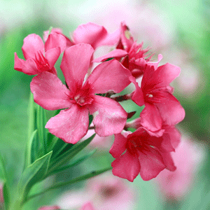 Kaner (Oleander)