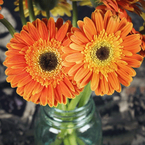 Gerbera