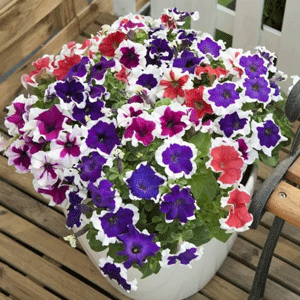 Petunia