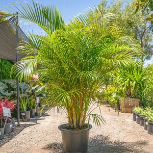 Areca Palm