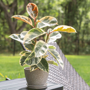Rubber Plant (Variegated)