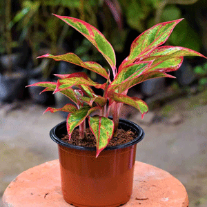 Aglaonema Lipstick